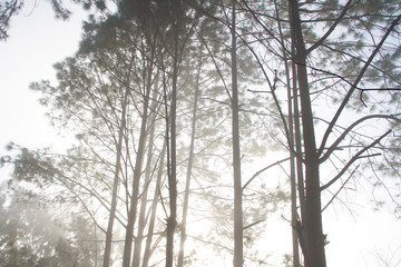 Morning light and mist with forest and branches of pine trees natural background.