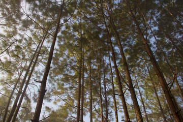 Forest and branches of pine trees with morning mist natural background.