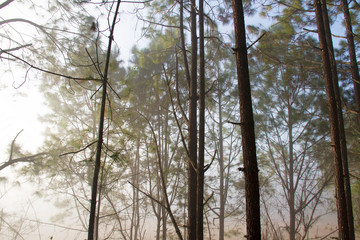 Forest and branches of pine trees with morning light and mist natural background.