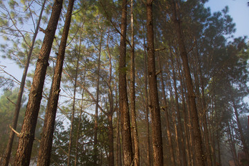 Forest and branches of pine trees with morning mist natural background.