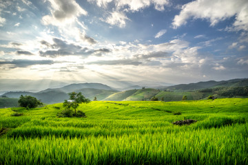Terraces rice fields on mountain in Thailand. Beautiful nature background.