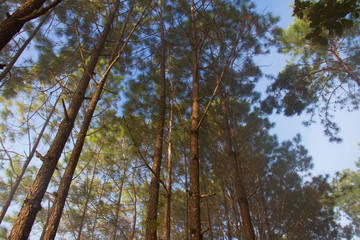 Forest and branches of pine trees with morning mist natural background.