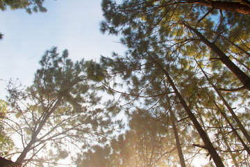 Forest and branches of pine trees with morning mist natural background.
