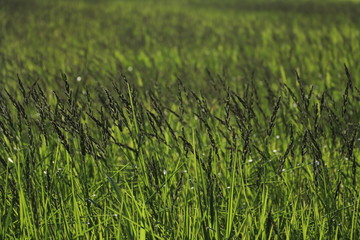 Close up, Rice plants with grains