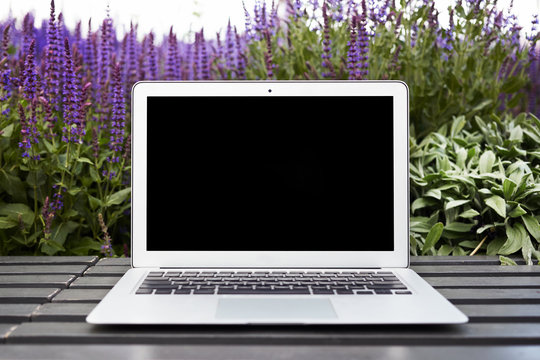 Outdoor image of generic portable computer with blank screen on wooden bench with violet flowers in background. Open laptop with copyspace black display for your text or advertising content