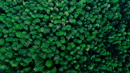Aerial Top View of Green Forest