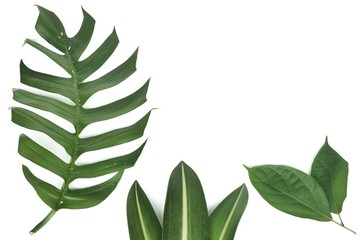 Green leaves on a white background