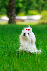 Cute maltese dog