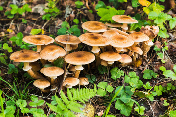A group of mushrooms in the forest