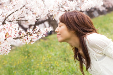 桜のにおいをかいでいる女性