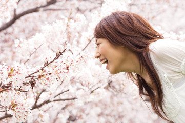 Naklejka premium 桜に顔を近づけている女性