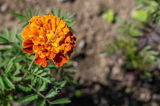 Natural background. Image of orange merigold in the garden