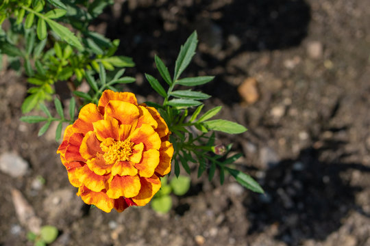Natural background. Image of orange merigold in the garden