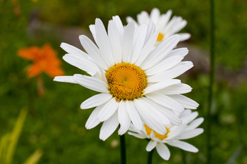 White field daisies close-up. Wild flower.