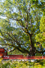 Fototapeta premium 和歌山の神社の巨大な樹木
