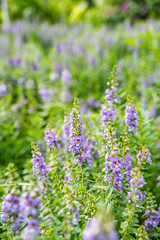 Purple Fragrant Finch Flower Blooming in Summer Park