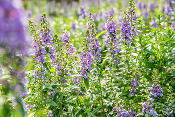 Purple Fragrant Finch Flower Blooming in Summer Park