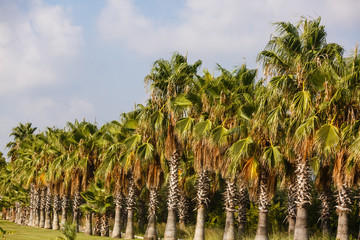 Fototapeta premium Palm trees against blue sky, Palm trees at tropical coast, vintage toned and stylized, coconut tree, summer tree,