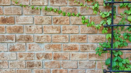 old brick wall with ivy