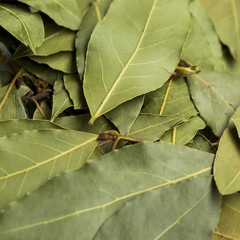 Pile of dry laurel leaves