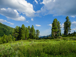 Cedars in the Siberian Natural Park Ergaki. Siberian Mountains Western Sayan