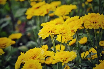 yellow flowers in the garden