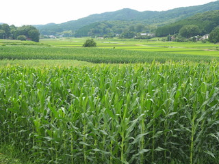 Fototapeta na wymiar トウモロコシ畑と里山