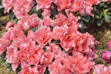 pink flowers in the garden
