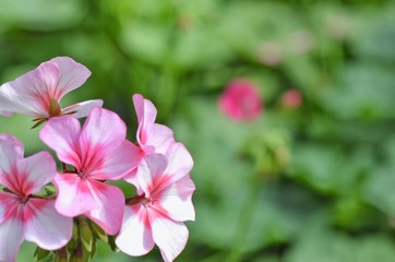 pink flower in the garden