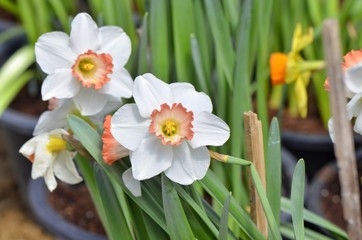 daffodils in a garden