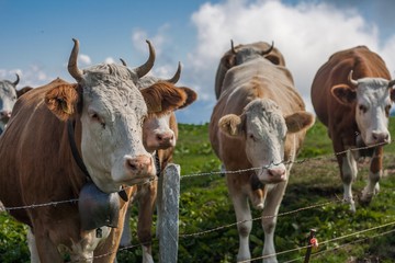 Beautiful swiss alps mountains. Alpine meadows. Farm. Cows.