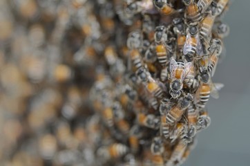 bees in the hive