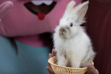 white rabbit on hands in a basket