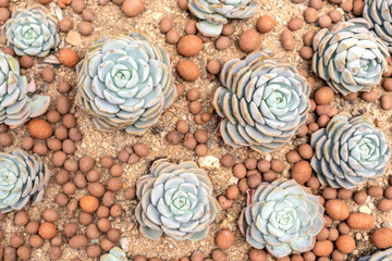 Top view various types beautiful cactus succulents in the garden.