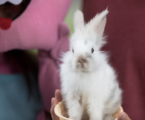white rabbit on hands in a basket