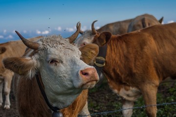 Beautiful swiss alps mountains. Alpine meadows. Farm. Cows.