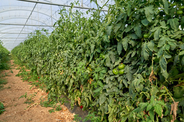 Fototapeta na wymiar Plants tomatoes growing inside greenhouse.