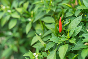 Chilly garden, the concept of cultivation.