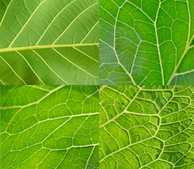 Green leaf texture. Leaf closeup