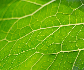 Green leaf texture. Leaf closeup
