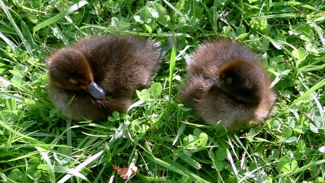 Duck mother with ducklings.  Birds Bucephala clangula in the natural aquatic environment. 
