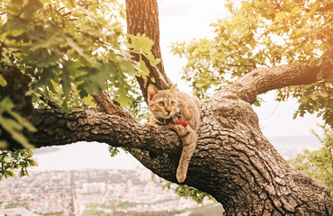 Domestic cat resting on tree in summer outdoor.