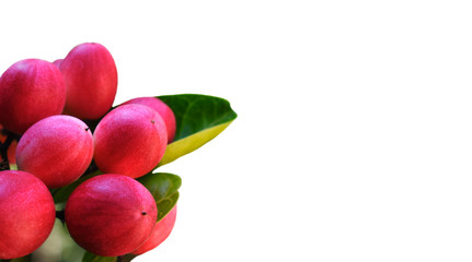 Miracle fruit tree on white background