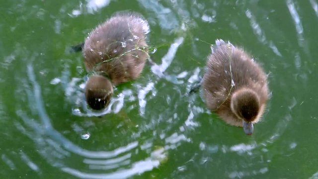 Wild ducklings dive and swim. Birds Bucephala clangula in natural aquatic environment. 