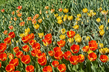 Beautiful orange and yellow tulip fields in spring, natural background