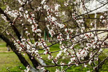 Beautiful white branches of a blooming apricots in the spring in the background blue sky the bee