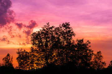 Fototapeta na wymiar Silhouette of tree on twilight sky at evening.