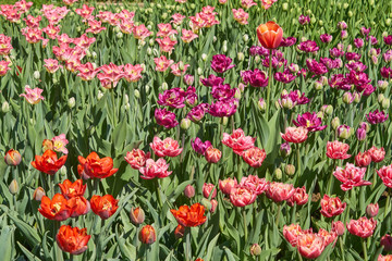 Beautiful pink and red tulip fields in spring, natural background