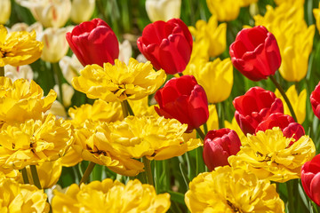 Beautiful red and yellow tulip fields in spring, natural background