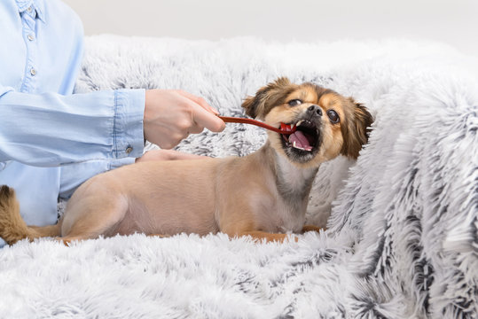 Are Cherries Safe for Dogs? A Comprehensive Guide Are cherries bad for dogs? Find out in this comprehensive guide. Learn about the potential risks and symptoms of cherry toxicity and what to do if your dog ingests cherries
